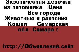 Экзотическая девочка из питомника › Цена ­ 25 000 - Все города Животные и растения » Кошки   . Самарская обл.,Самара г.